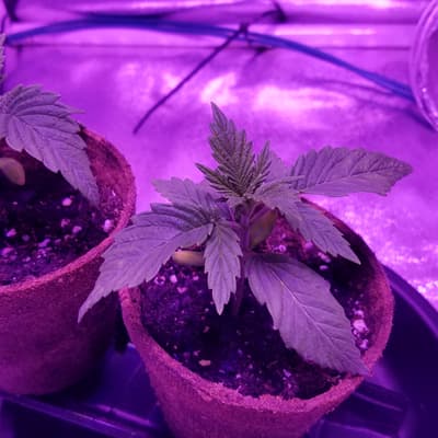 Flowering, January 2020
